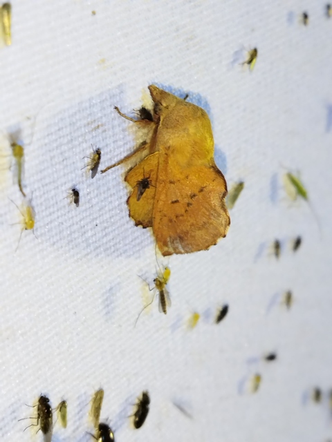Phyllodesma tremulifolia - nyárlevélpohók