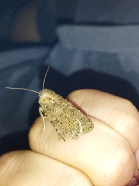 Rhyacia simulans - hamvas földibagoly