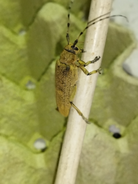 Saperda carcharias - nagy nyárfacincér