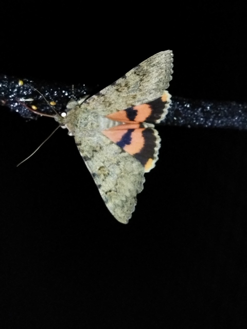 Catocala puerpera - nyárfa-övesbagoly