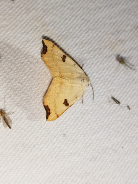 Eilicrinia cordiaria - fehér fűzfaaraszoló