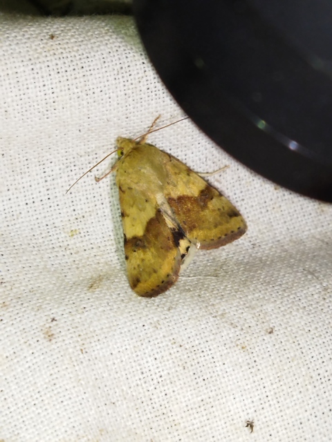 Heliothis adaucta - somkóróbagoly