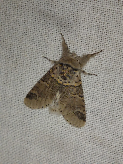 Furcula furcula - szürke púposszövő