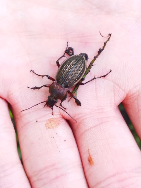 Carabus cancellatus - ragyás futrinka