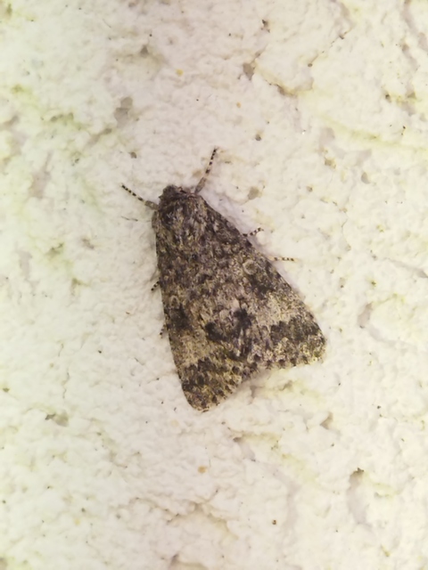 Acronicta megacephala - nagyfejű szigonyosbagoly