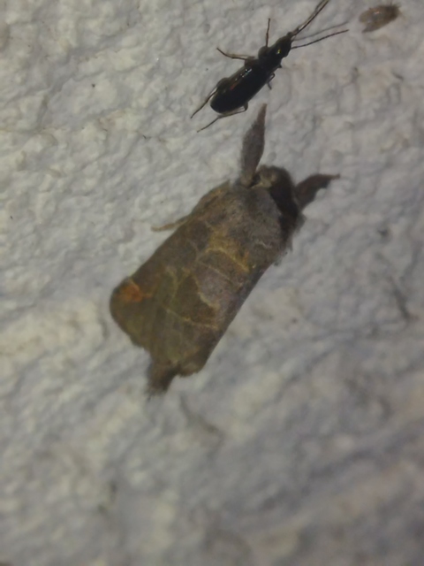 Clostera pigra - apró levélszövő