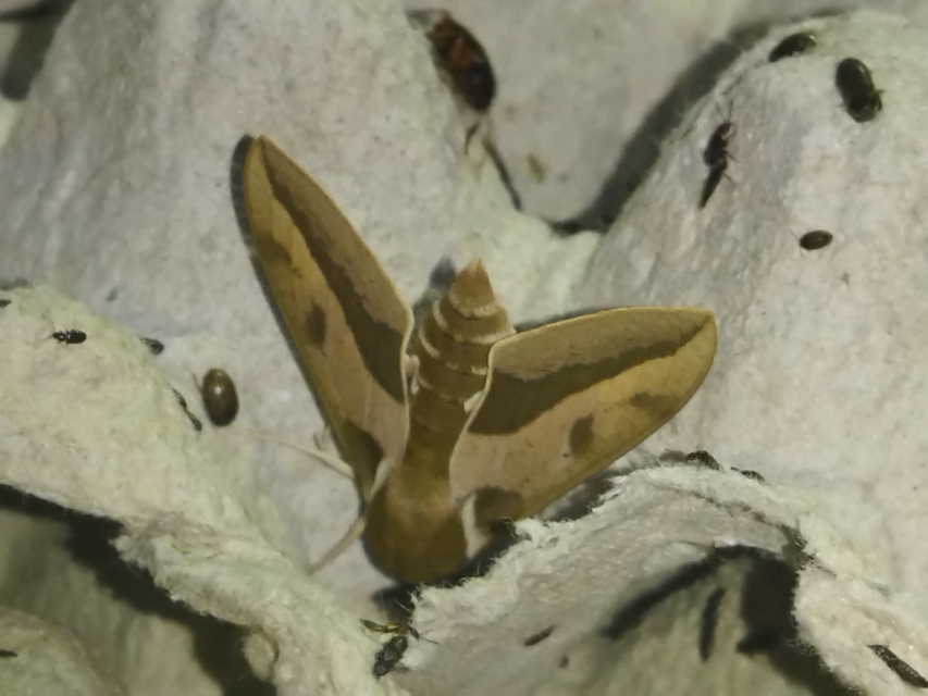 Hyles euphorbiae - kutyatejszender