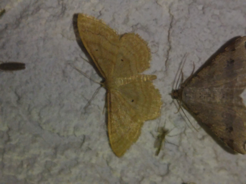 Idaea rufaria - vörhenyes sávosaraszoló