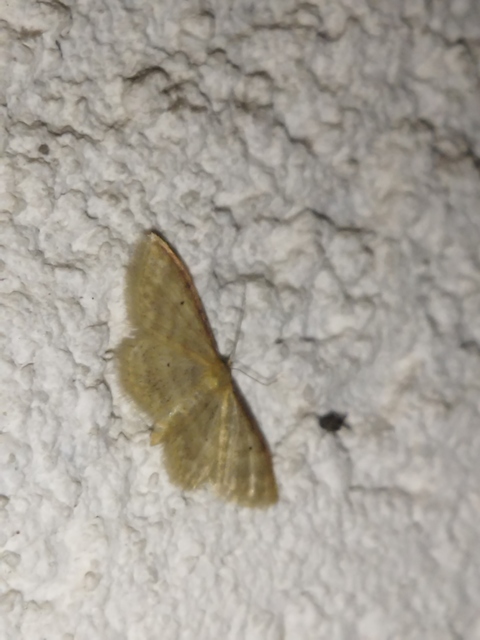 Idaea humiliata - vörösszélű apróaraszoló