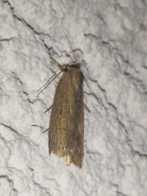 Chilodes maritima - négyfoltos nádibagoly