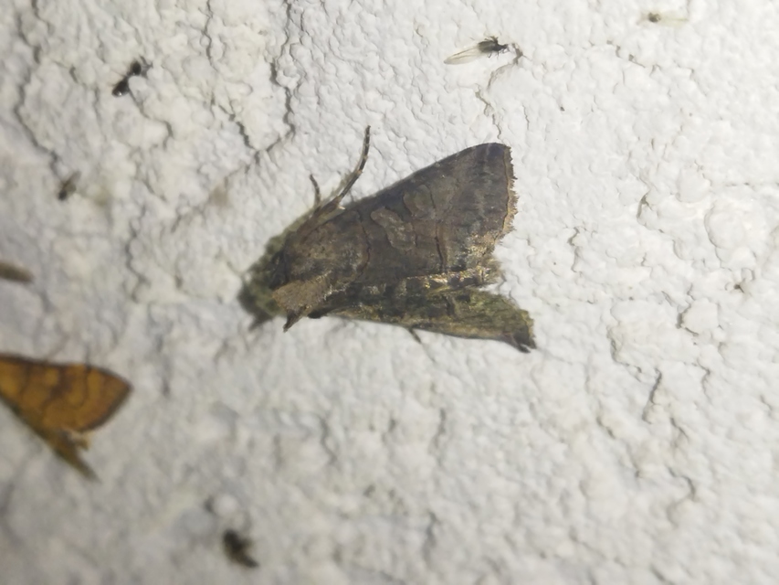 Abrostola tripartita - szürkeövű csalánbagoly