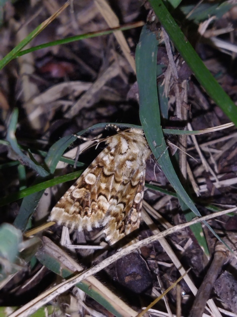 Hadena irregularis - homoki szegfűbagoly