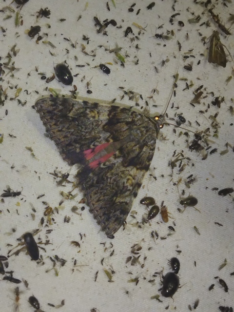 Catocala promissa - kis tölgyfa-övesbagoly