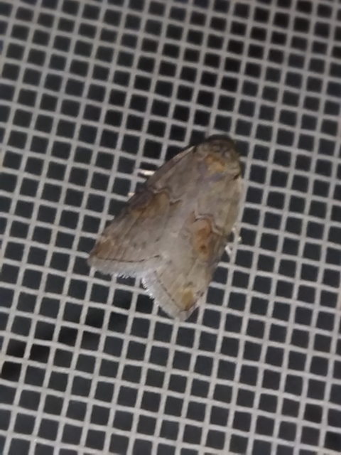 Nycteola asiatica - nyárfa-trapézbagoly