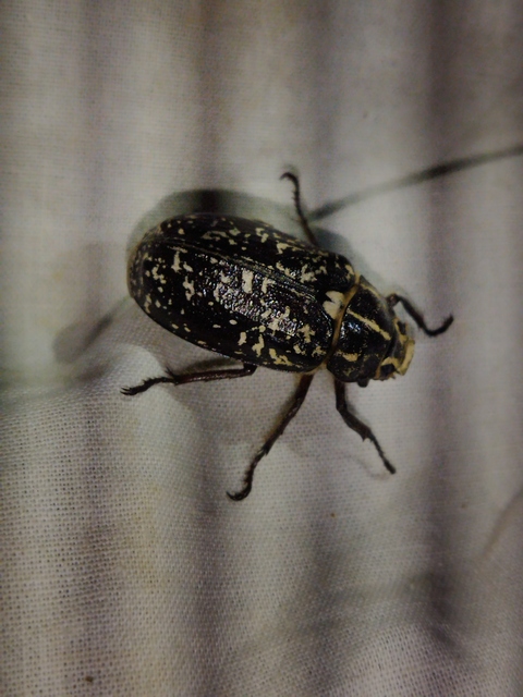 Polyphylla fullo - csapó cserebogár