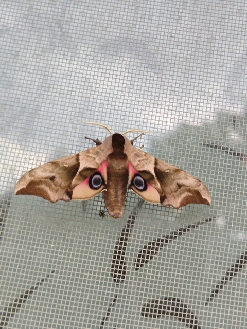 Smerinthus ocellatus - esti pávaszem