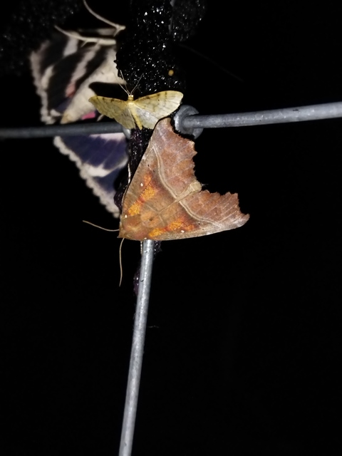 Scoliopteryx libatrix - vörös csipkésbagoly