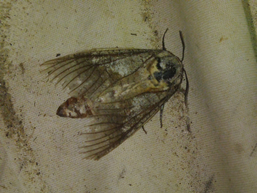 Cossus cossus - fűzfarontólepke