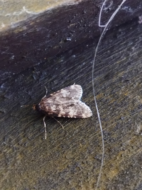 Aglossa caprealis - kis zsiradékmoly