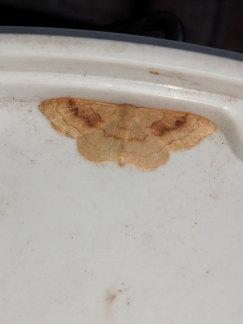 Idaea rubraria - vörössávos araszoló