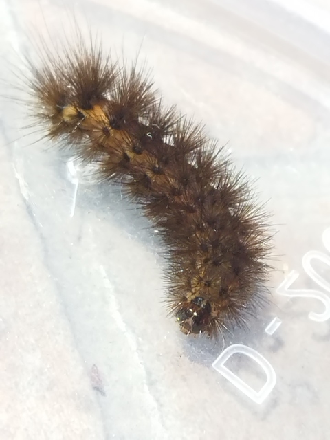 Diaphora luctuosa - gyászos medvelepke