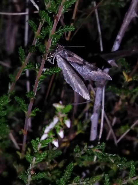 Catarhoe rubidata - piros tarkaaraszoló