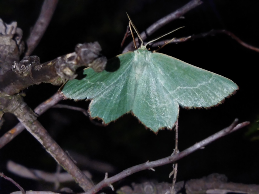 Thalera fimbrialis - csipkésszélű zöldaraszoló