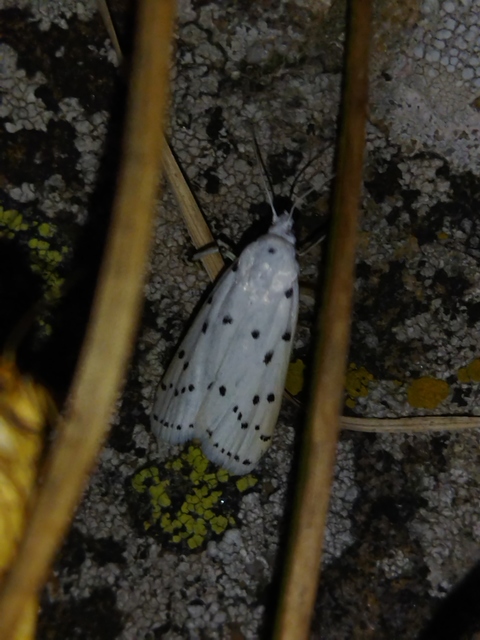 Myelois circumvoluta - pettyes karcsúmoly