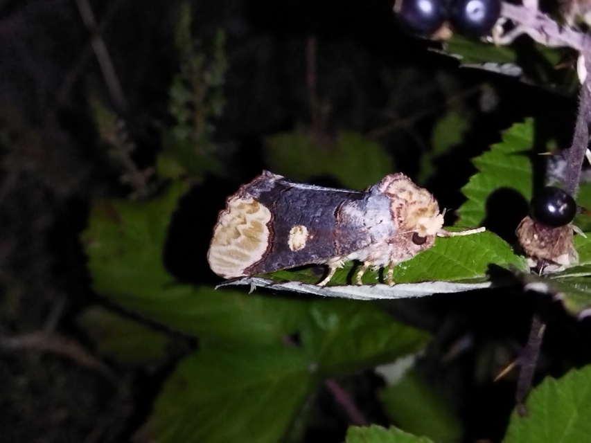 Phalera bucephaloides - magyar púposszövő