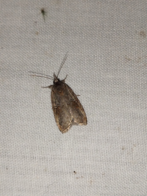 Nycteola asiatica - nyárfa-trapézbagoly