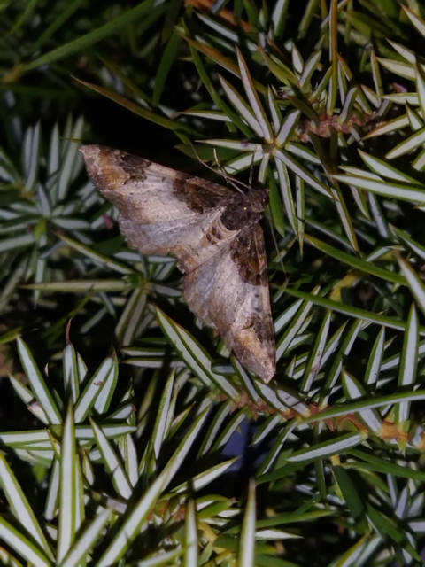 Catarhoe cuculata - csuklyás tarkaaraszoló