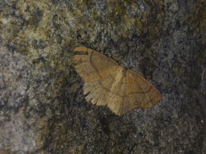 vörösrojtú pettyesaraszoló - Cyclophora ruficiliaria