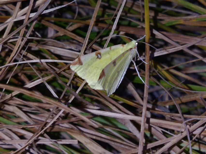 Opisthograptis luteolata - citromsárga araszoló