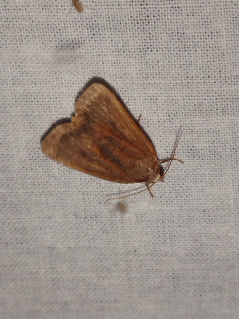 Noctua interjecta - zömök sárgafűbagoly