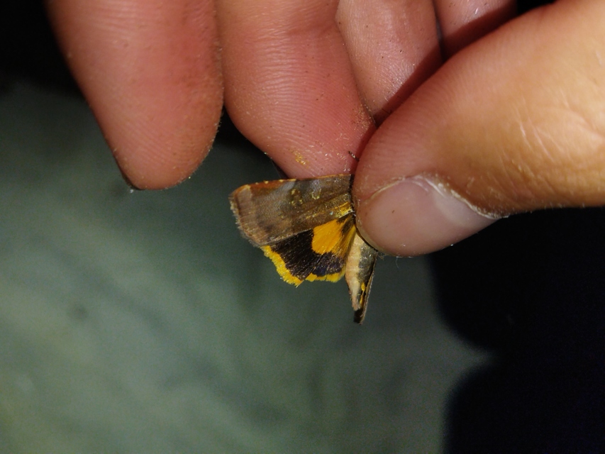 lappangó sárgafűbagoly - Noctua janthe