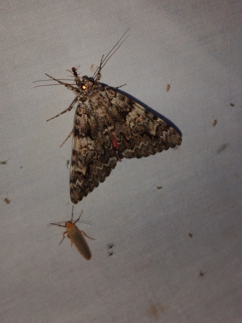 Catocala promissa - kis tölgyfa-övesbagoly