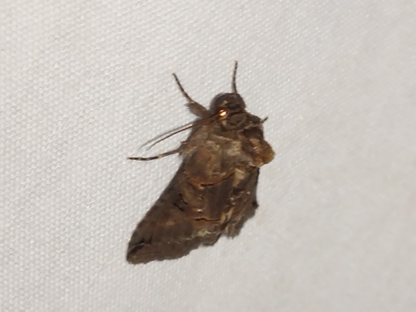 szürkeövű csalánbagoly - Abrostola tripartita