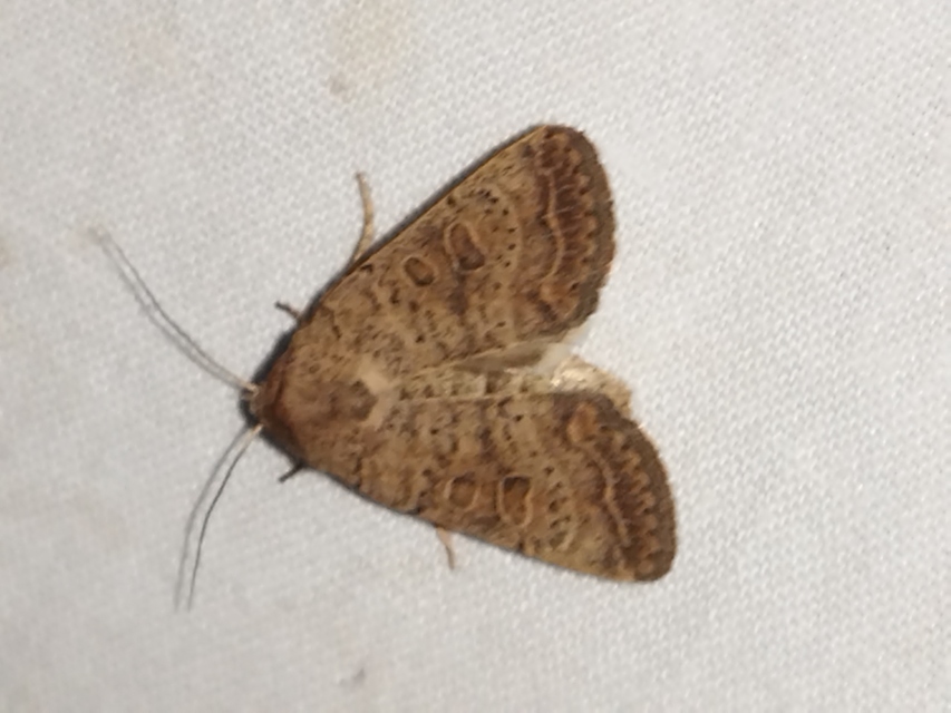 ritka selymesbagoly - Hoplodrina superstes