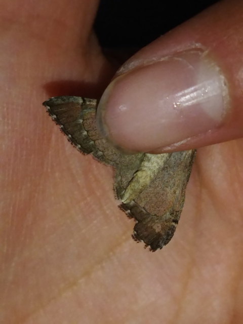 Aplocera plagiata - szürke csíkosaraszoló