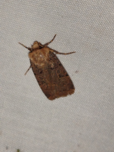 Chersotis rectangula - barna földibagoly