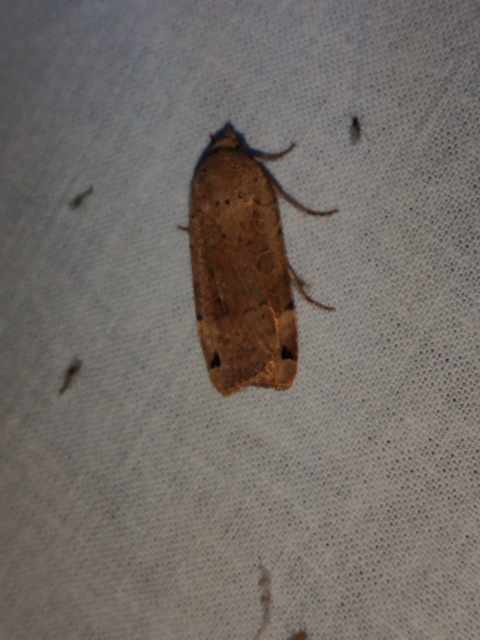 foltos sárgafűbagoly - Noctua orbona