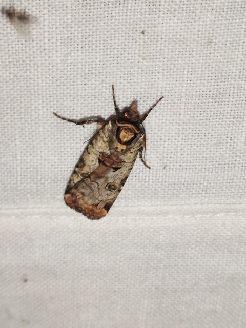 Epilecta linogrisea - karcsú sárgafűbagoly