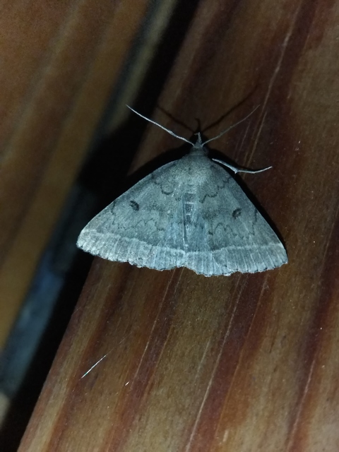 okkerbarna karcsúbagoly - Zanclognatha zelleralis