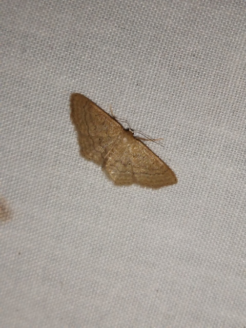 Idaea obsoletaria rufularia - sárgás apróaraszoló