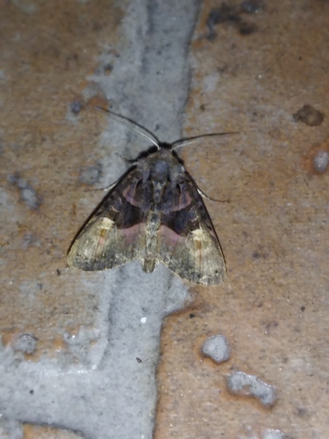 szeder-csipkésbagoly - Euplexia lucipara