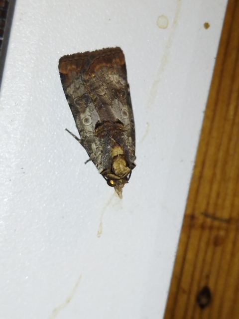 Epilecta linogrisea - karcsú sárgafűbagoly
