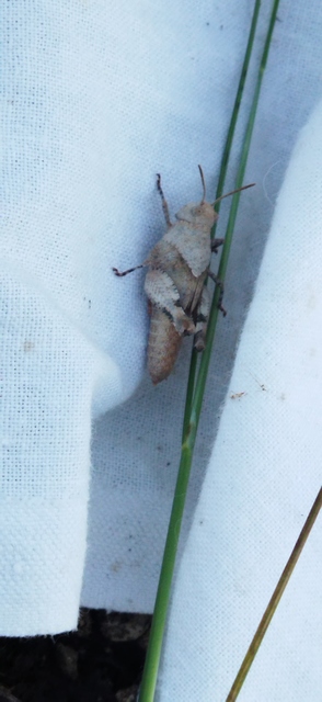 Oedipoda caerulescens - kékszárnyú sáska