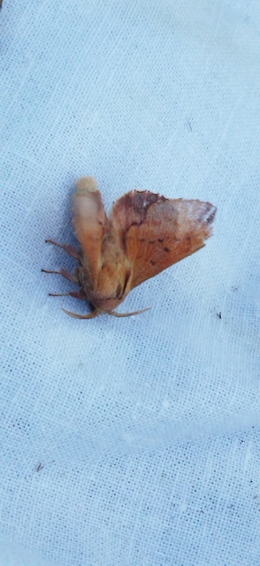 Phyllodesma tremulifolia - nyárlevélpohók
