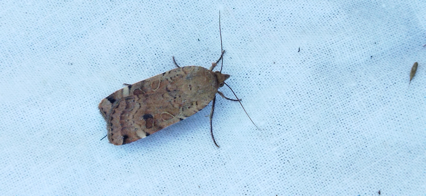 Noctua orbona - foltos sárgafűbagoly