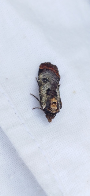 Epilecta linogrisea - karcsú sárgafűbagoly